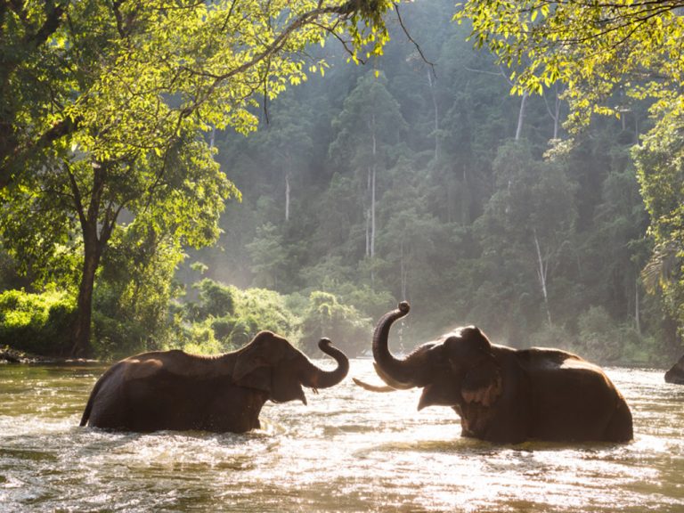 Lewis & Clark Law School creates new clinic that merges two strengths: environmental and animal law