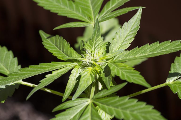 Marijuana professorship at UDenver